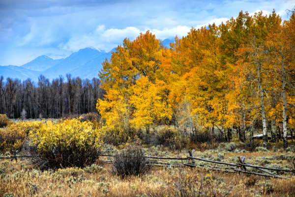 Fall Holdouts in Jackson Hole by Dennis Blum